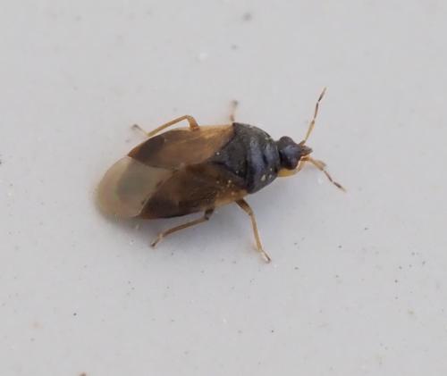 Orius sp.